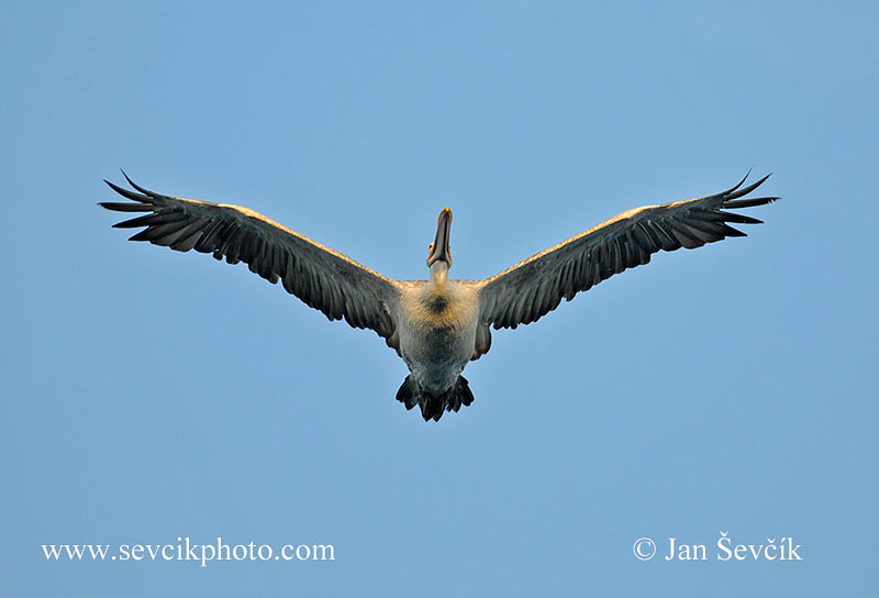 Photo of pelikán skvrnozobý Pelecanus philippensis Spot-billed Pelican Graupelikan