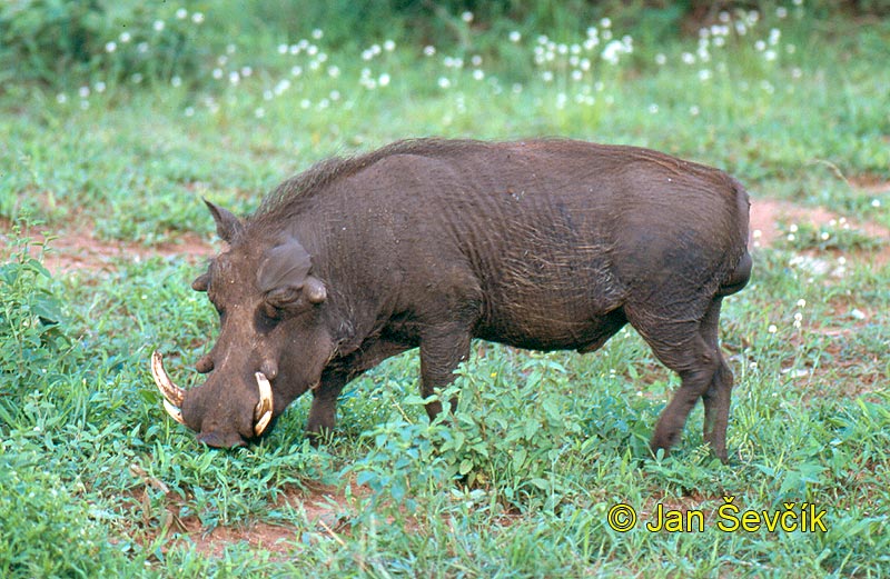 Photo of prase savanové Phacochoerus africanus CommonWarthog Warzenschwein