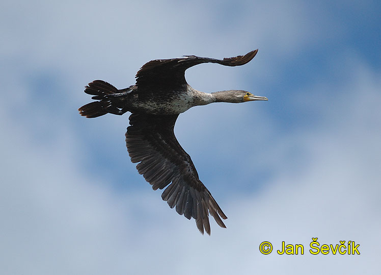 Photo ofkormorán velký, Great Cormorant, Kormoran, Phalacrocorax carbo