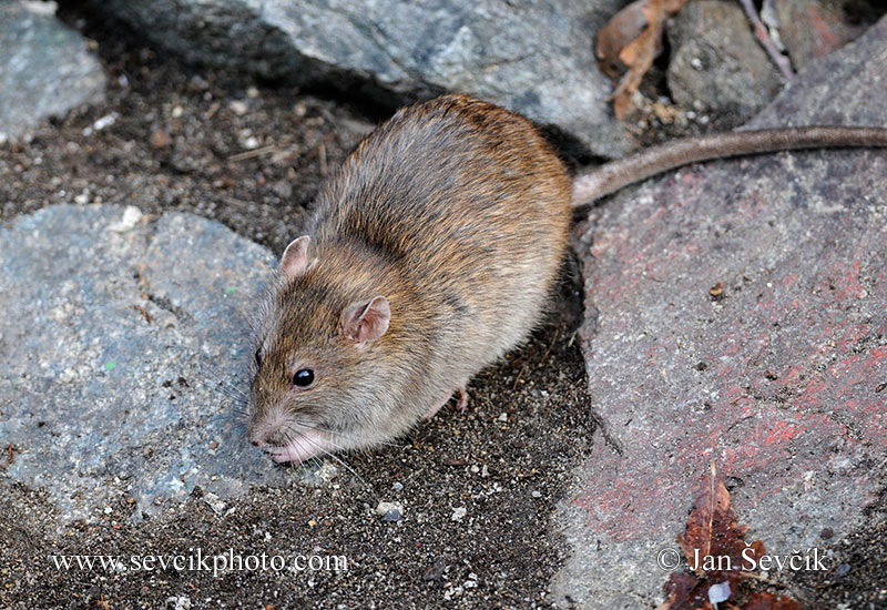 Photo of potkan Rattus norvegicus Brown Rat Wanderratte