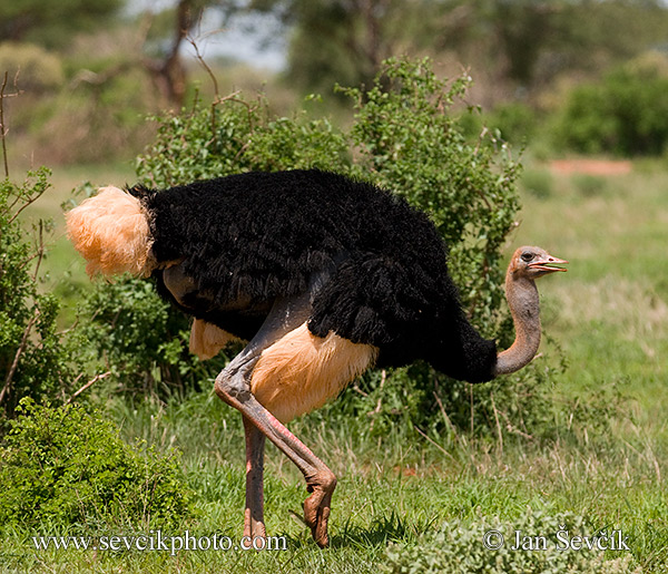 Photo of pštros dvouprstý Struthio camelus Ostrich
