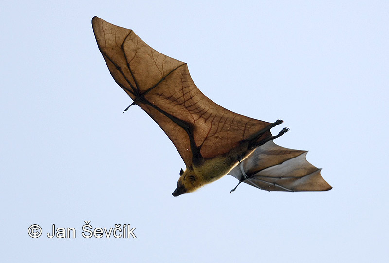 Photo of kaloň indický Pteropus giganteus Indian Flying Fox Indischer Flughunde