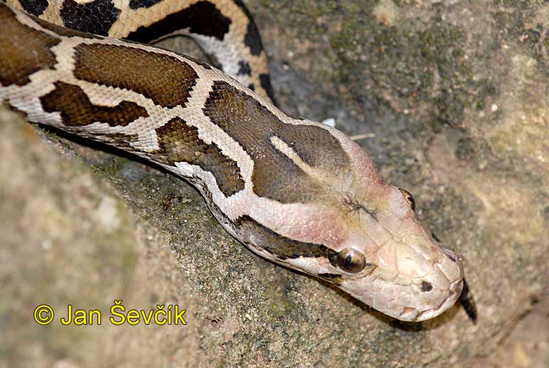 Asian Rock Python 22