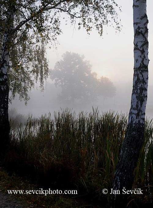 Photo of Ráno na rybníce Fispond Teich Třeboňsko