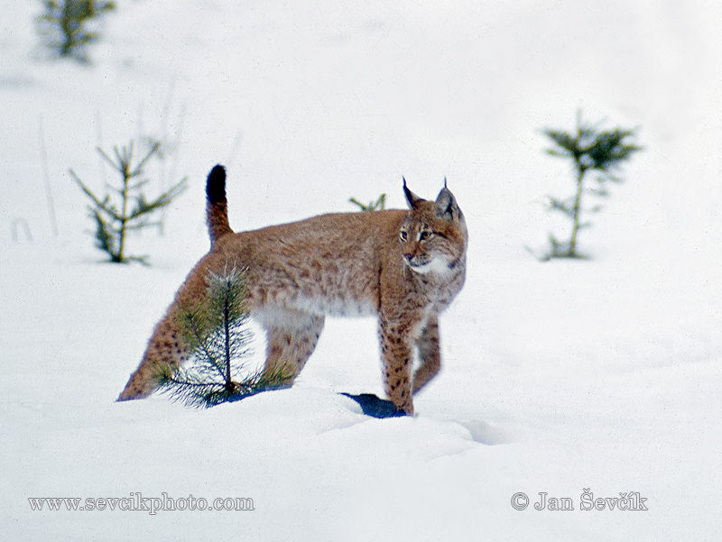Photo of rys ostrovid Lynx lynx Eurasian Lynx Eurasischer Luchs