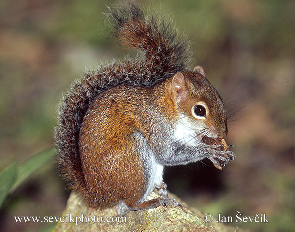 Photo of veverka Deppeova Sciurus deppei Deppe s Squirrel Deppes Hornchen