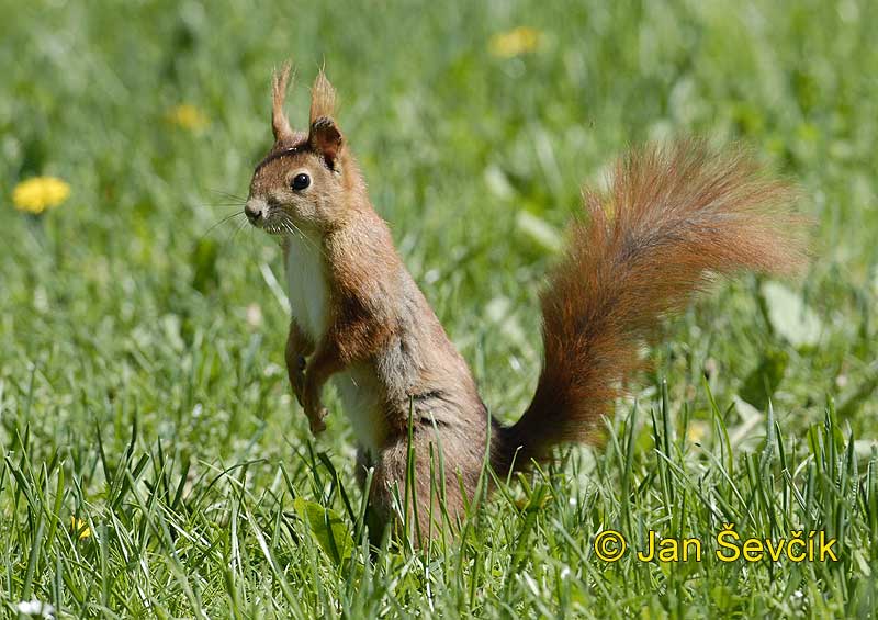 Photo of veverka obecná Sciurus vulgaris Red Squirrel Eichhornchen