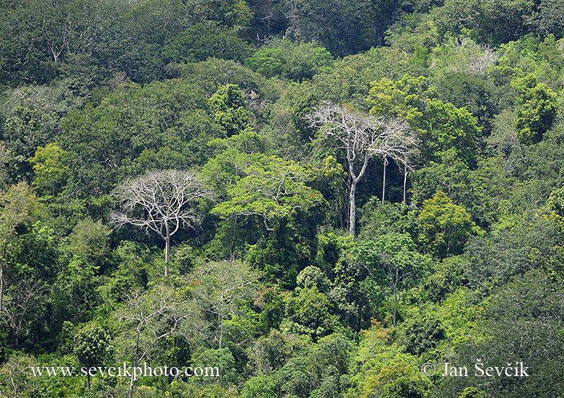 Photo of Národní park National Shimba Hills Kenya Keňa rain forest