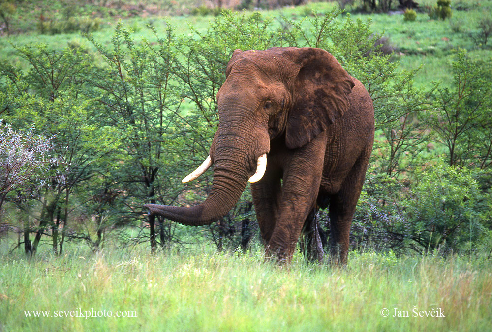 Photo of slon africký African Elephant Afrikanischer Elefant Loxodonta africana