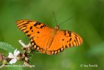 Photo of Agraulis vanillae Passion Butterfly