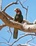 Photo of amazoňan kubánský Amazona leucocephala Cuban Parrot Amazona Cubana Kuba amazone
