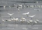 Photo of birds on the fishpond