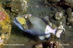 Photo of ostenec  Balistoides viridescens Titan triggerfish