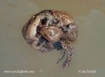 Photo of ropucha obecná Bufo bufo Common Toad Erdkrote