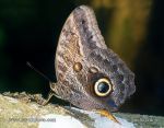 Photo of Soví oko Caligo memnon Giant Owl Butterfly Bannanenfalter