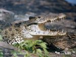 Photo of krokodýl kubánský Cuban Crocodile Crocodylus rhombifer