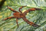 Photo of pavouk Cupiennius getazi Panama samice female