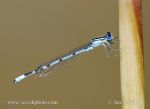 Photo of Šidélko kroužkované Enallagma cyathigerum Common blue damselfly  Becher-Azurjungfer