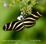 Photo of motýl Heliconius charithonia