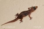Photo of gekon Hemidactylus brooki Brook's House Gecko  Hausgecko Salamanca