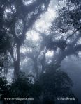 Photo of horský deštný les mountain rain forest Henri Pittier National Park  Rancho Grande Venezue