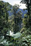 Photo of  deštný les Henri Pittier National Park Venezuela