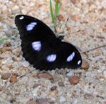 Photo of hnědásek Hypolimnas bolina Diadem Butterfly