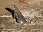 Photo of leguánek měnivý Leiocephalus carinatus Northern Curly-tailed Lizard Rollschwanzleguan