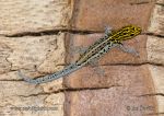 Photo of Gekon Lygodactylus luteopicturatus Yellow-headed Dwarf Gecko Gelbkopf-zwerggecko
