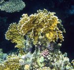 Photo of žahavka rozvětvená Millepora dichotoma Fire Coral