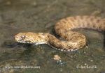 Photo of užovka podplamatá Natrix tessellata Grass Snake Wurfelnatter