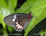 Photo of otakárek Papilio cleotas
