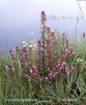 Photo of všivec bahenní Pedicularis palustris Sumpf-lausekraut Marsh Lousewort