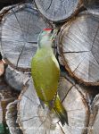 Photo of žluna šedá Picus canus Grey-headed Woodpecker