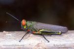 Photo of saranče Acrididae Red-eyed-grasshopper