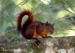 Photo of veverka Sciurus granatensis Red-tailed Squirrel