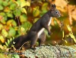 Photo of veverka obecná Sciurus vulgaris Red Squirrel Eichhornchen