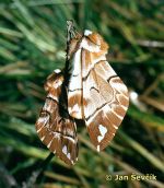 Photo of strakáč březový, Endromis versicolora,  Birkenspinner, Kentish Glory.