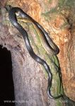 Photo of užovka stromová Zamenis longissimus Aesculapian Snake Askulapnater