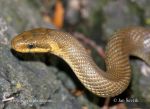 Photo of užovka stromová Zamenis longissimus Aesculapian Snake Askulapnatter