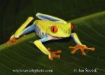 Photo of listovnice červenooká Agalychnis callidryas Red-eyed Tree Frog
