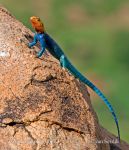 Photo of  Agama osadní Agama lionotus Red-headed Rock Agame Siedleragame