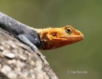 Photo of Agama osadní Agama lionotus Red-headed Rock Agame Siedleragame