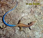 Photo of Ameiva auberi, Blue-tailed Lizard, Correcostas.