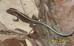 Photo of Ameiva festiva, Central American whiptailed Lizard, Largartija Chisbala