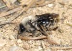 Photo of pískorypka Andrenidae sp. Mining Bee