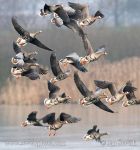 Photo of husa běločelá Anser albifrons Greated White-fronted Goose Blessgans