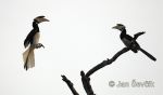 Photo of zoborožec malabarský Anthracoceros coronatus Malabar Pied Hornbill Malabar Hornvogel