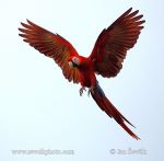 Photo of Ara arakanga Ara macao Scarlet Macaw Guacamayo Roja