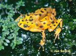 Photo of nosatka panamská, Panamanien Golden Frog, Panama-Stummelfussfrosch, Atelopus zeteki,.